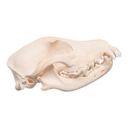 Real Domestic Dog Skull - Overbite
