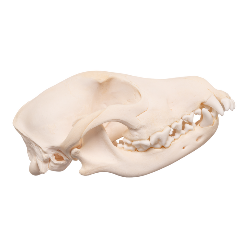 Real Domestic Dog Skull - Overbite