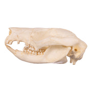 Replica Brush-tail Possum Skull
