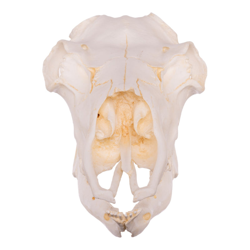 Replica Caribou Skull