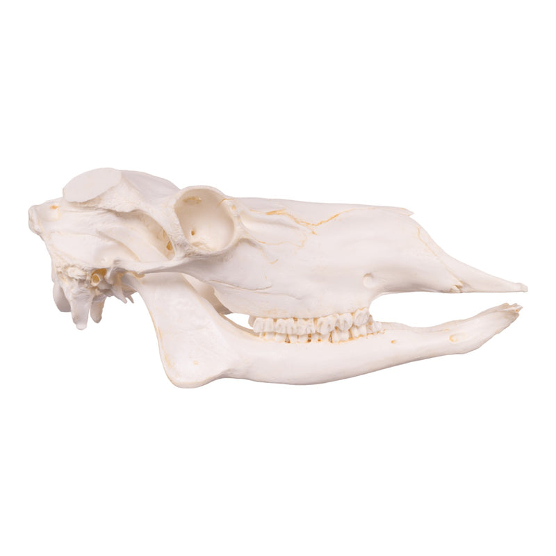 Replica Caribou Skull