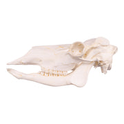 Replica Caribou Skull