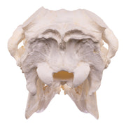 Replica Caribou Skull