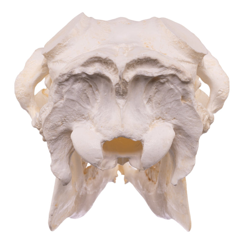 Replica Caribou Skull