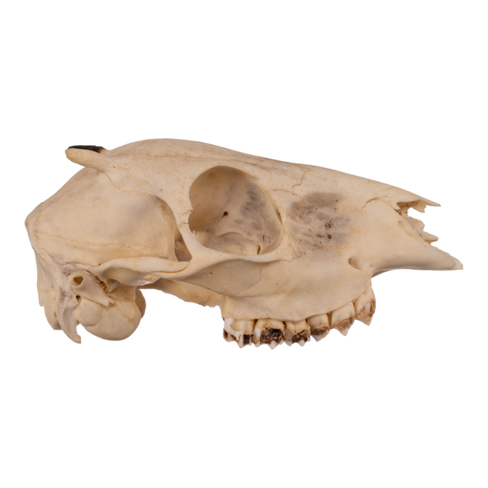 Real Bay Duiker Skull