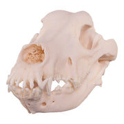 Real Domestic Dog Skull - Great Dane (Periodontal)