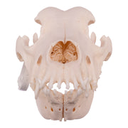 Real Domestic Dog Skull - Great Dane (Periodontal)