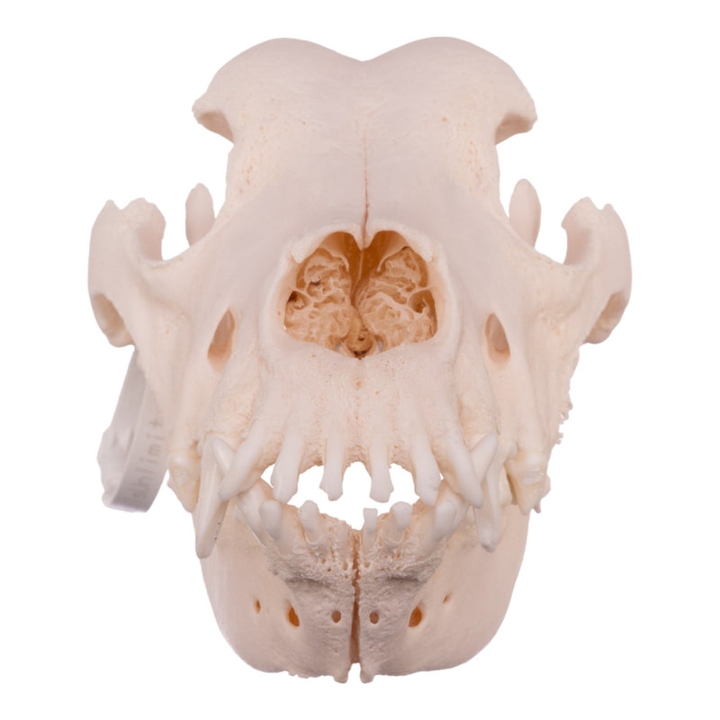 Real Domestic Dog Skull - Great Dane (Periodontal)