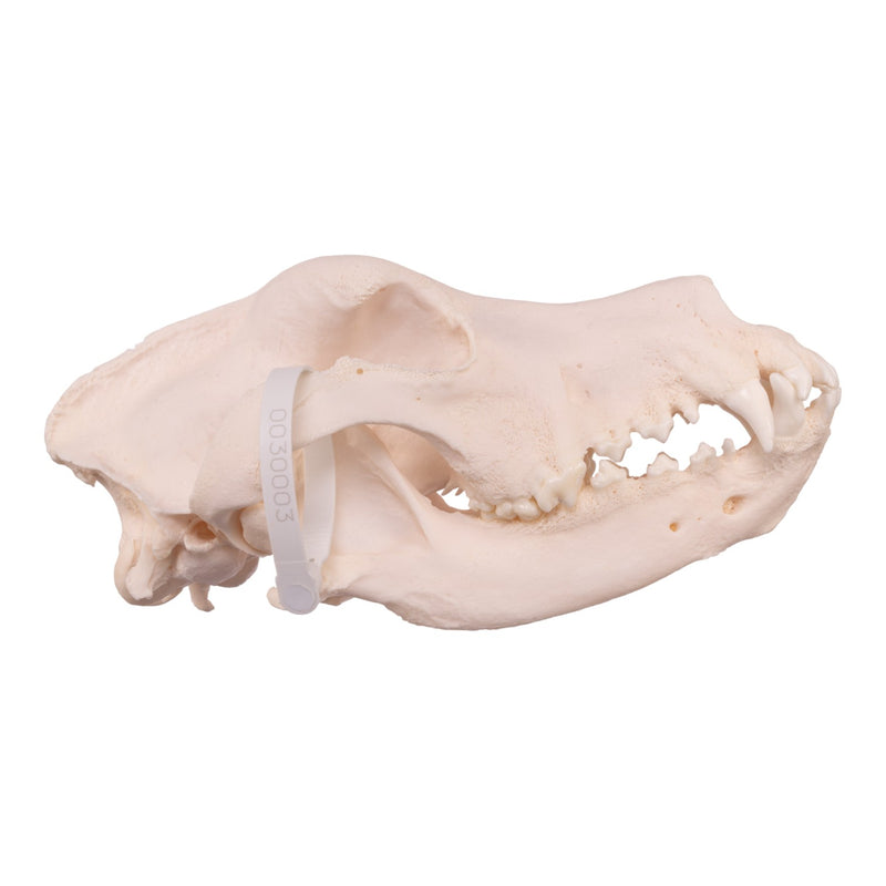 Real Domestic Dog Skull - Great Dane (Periodontal)