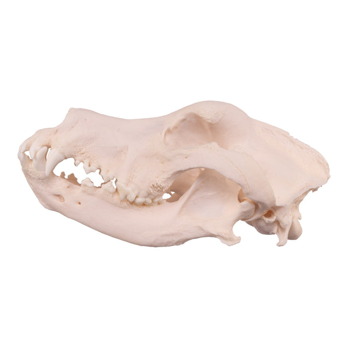 Real Domestic Dog Skull - Great Dane (Periodontal)