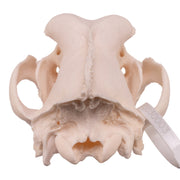 Real Domestic Dog Skull - Great Dane (Periodontal)