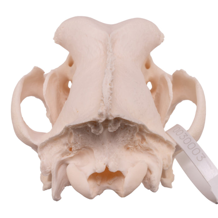 Real Domestic Dog Skull - Great Dane (Periodontal)