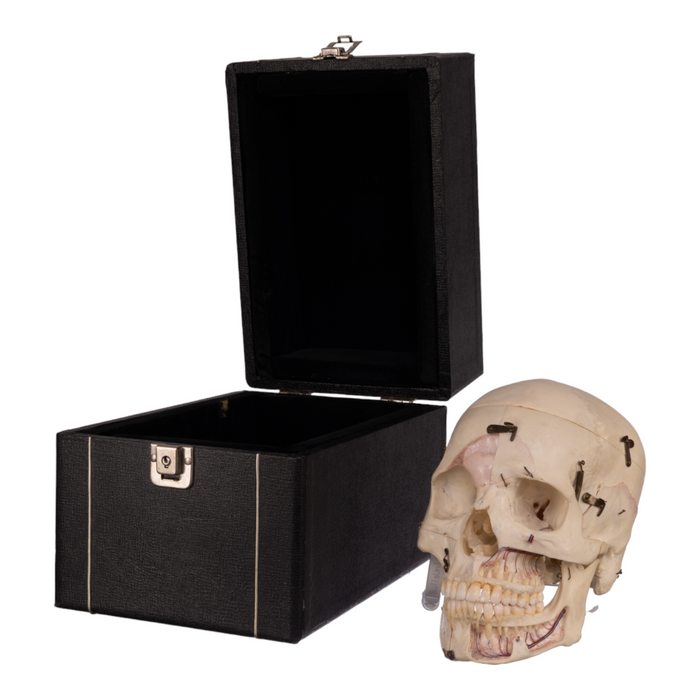 Real Dissected Human Skull with Carrying Case