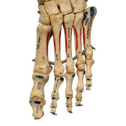 Real Human Left Foot - Painted, Articulated