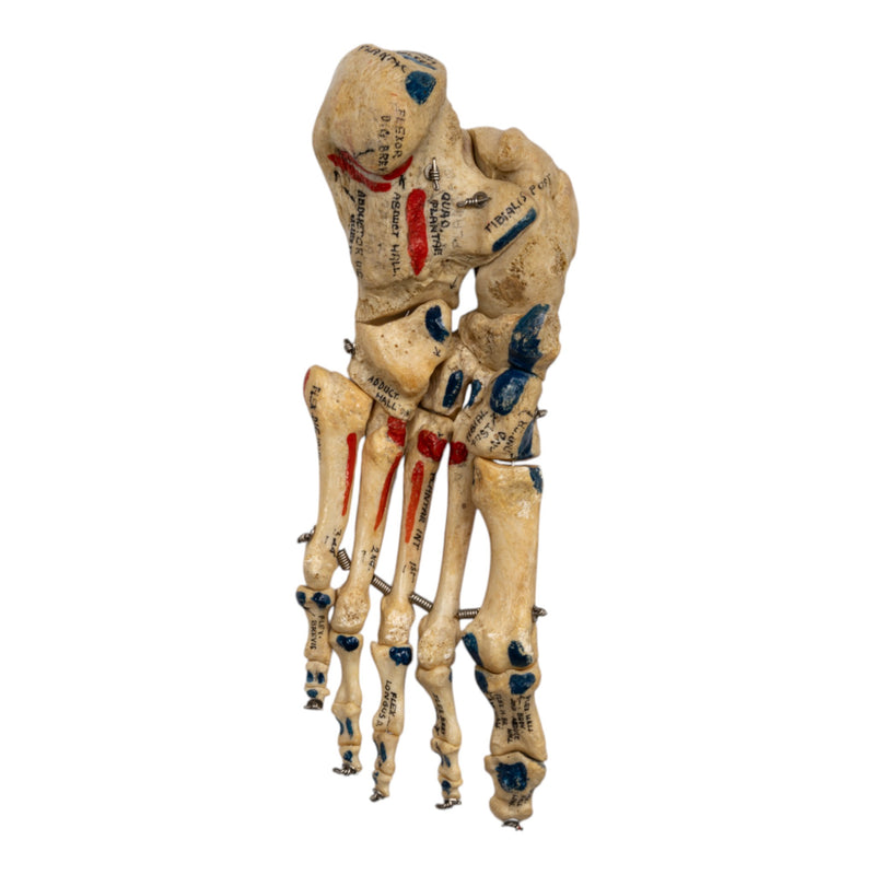 Real Human Left Foot - Painted, Articulated