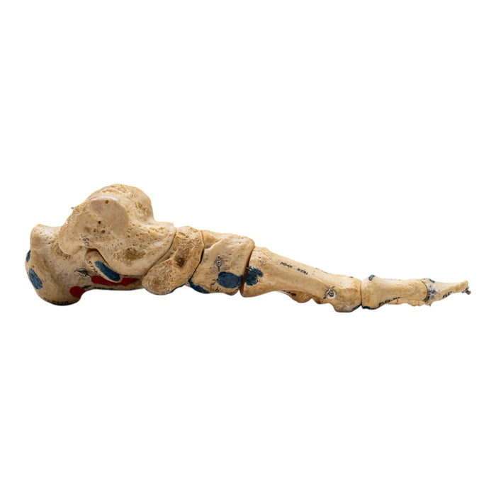 Real Human Left Foot - Painted, Articulated