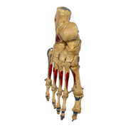 Real Human Right Foot - Painted, Articulated