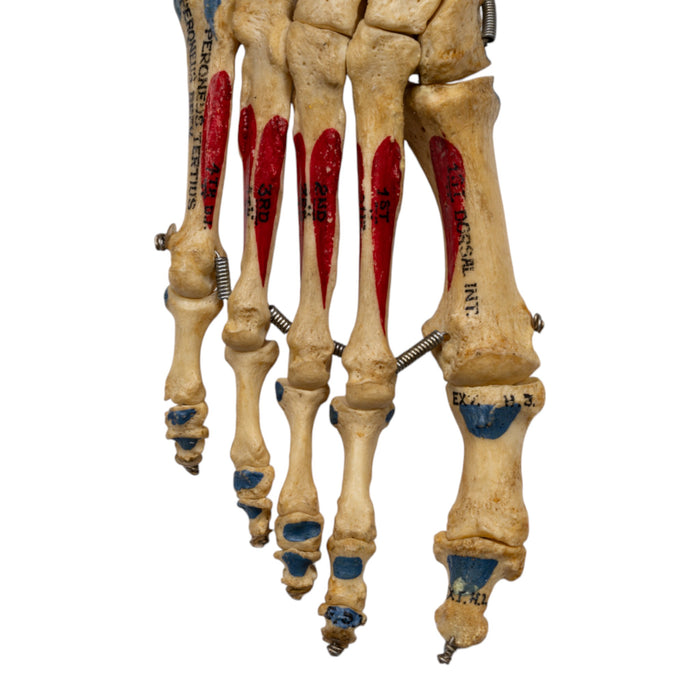 Real Human Right Foot - Painted, Articulated
