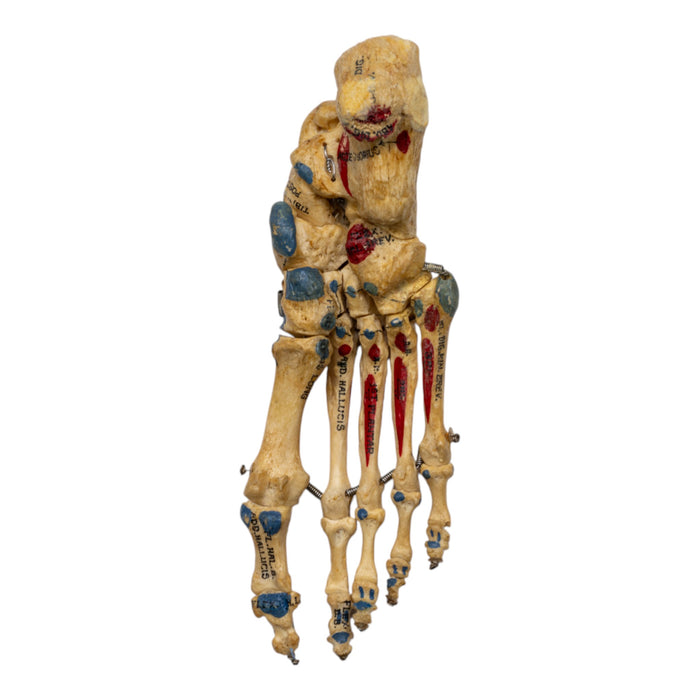 Real Human Right Foot - Painted, Articulated