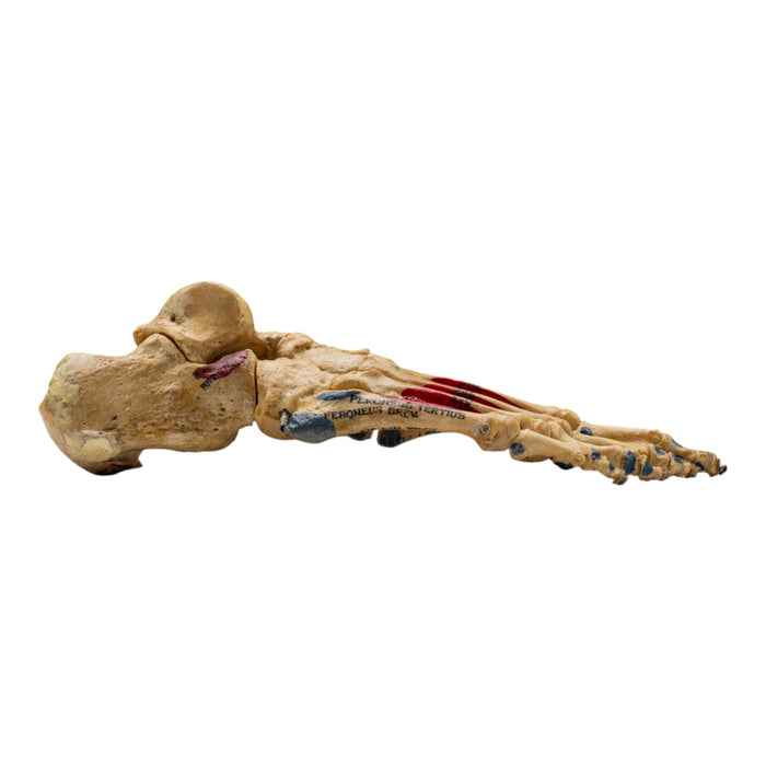 Real Human Right Foot - Painted, Articulated