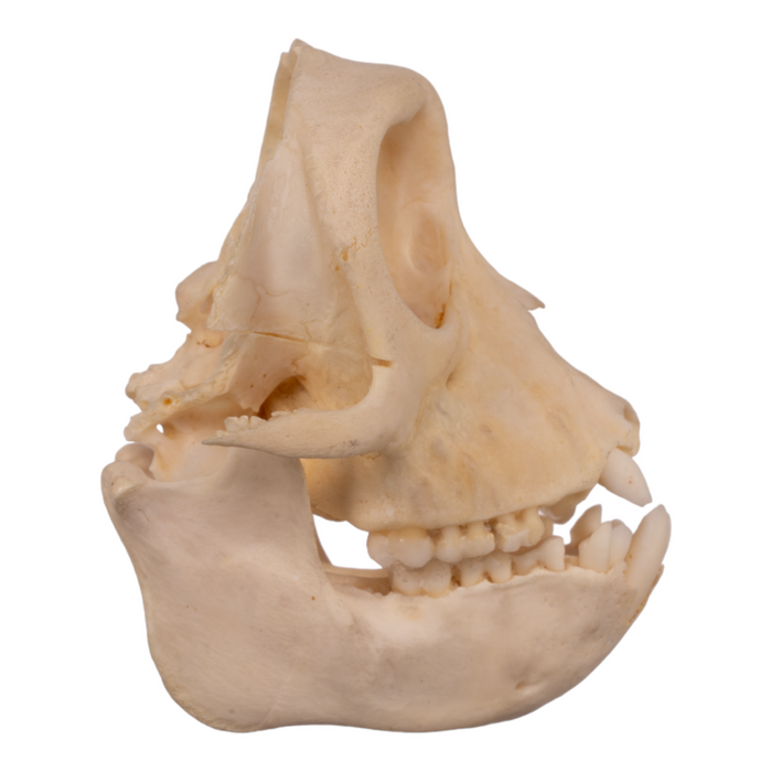 Real Crab-eating Macaque Skull - Dissected, Partial
