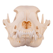 Real Domestic Dog Skull - Boxer