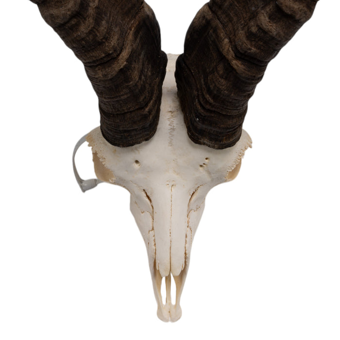 Real Gredos Spanish Ibex Skull