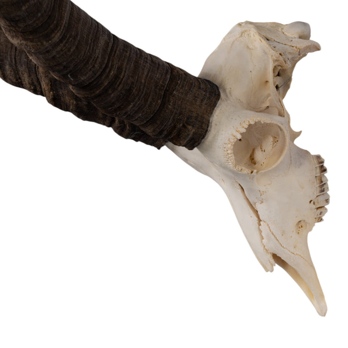 Real Gredos Spanish Ibex Skull