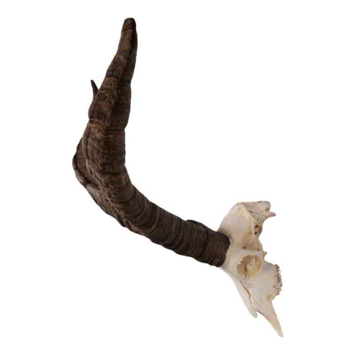 Real Gredos Spanish Ibex Skull
