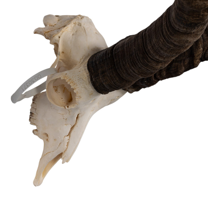 Real Gredos Spanish Ibex Skull