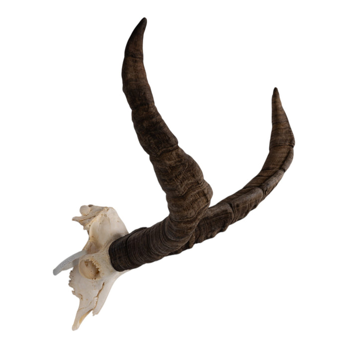 Real Gredos Spanish Ibex Skull