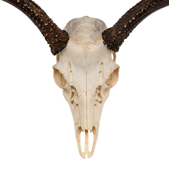 Real Sitka Black-tailed Deer Skull