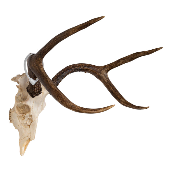 Real Sitka Black-tailed Deer Skull