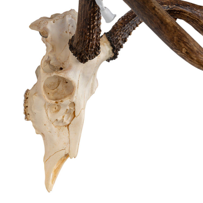 Real Sitka Black-tailed Deer Skull