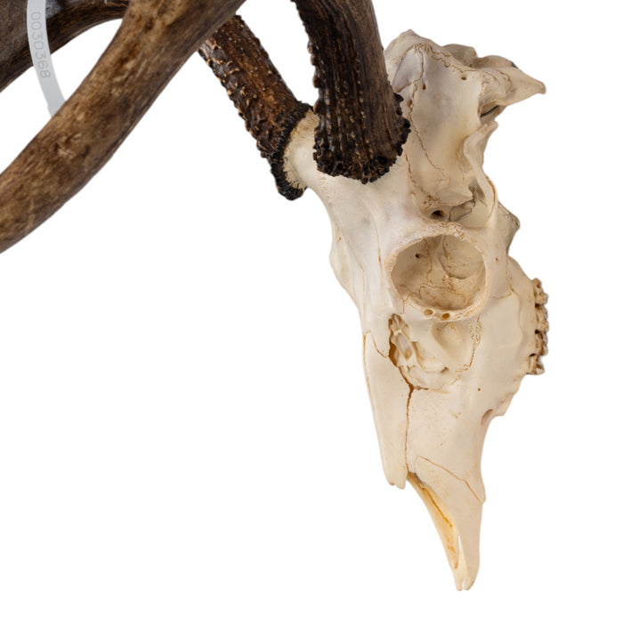 Real Sitka Black-tailed Deer Skull