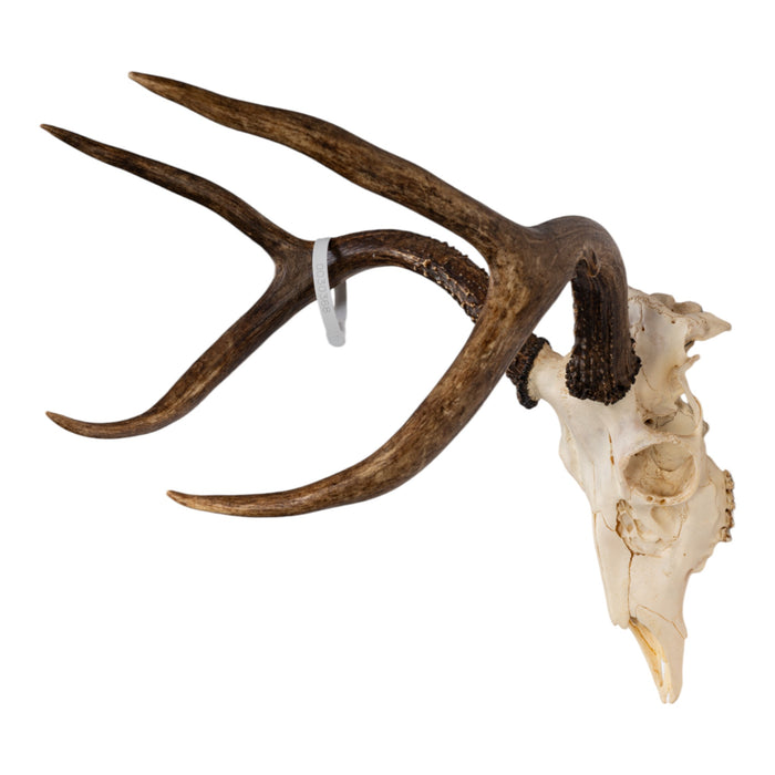 Real Sitka Black-tailed Deer Skull