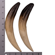 Replica Sabertooth Cat Saber