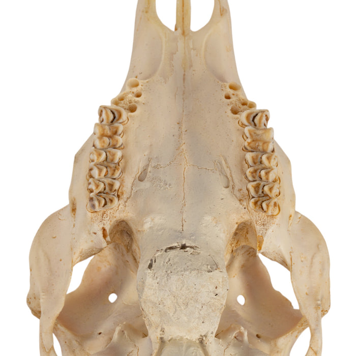 Real Sitka Black-tailed Deer Skull