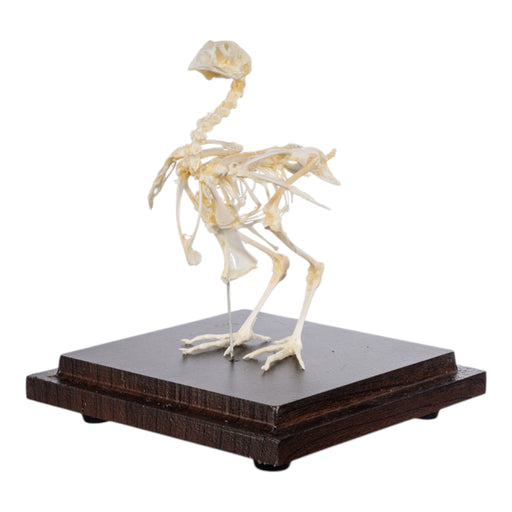 Real Quail Skeleton - Economy