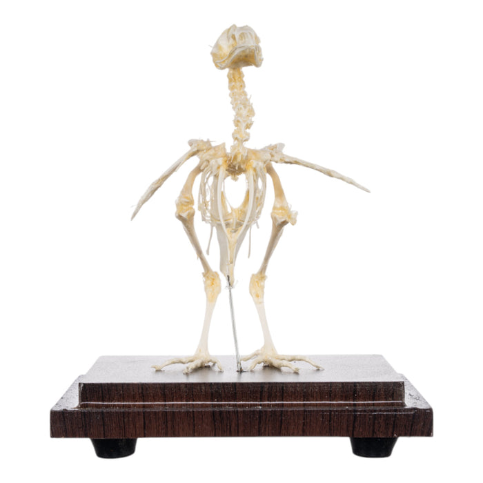 Real Quail Skeleton - Economy