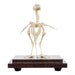 Real Quail Skeleton - Economy