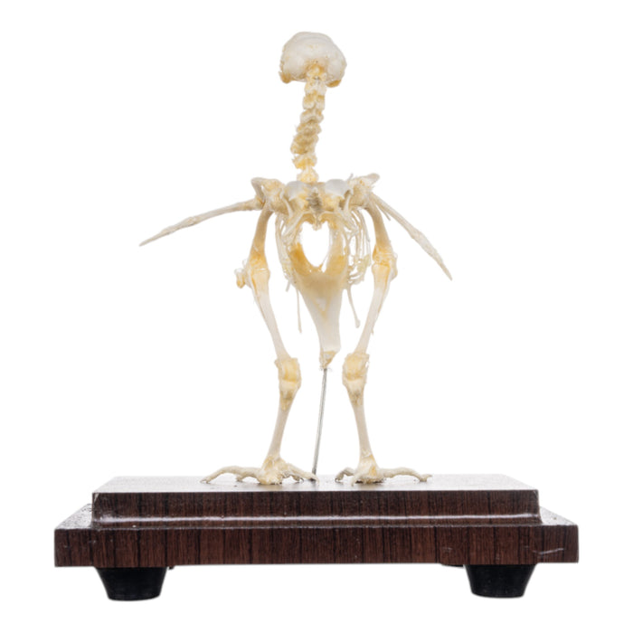 Real Quail Skeleton - Economy