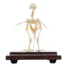 Real Quail Skeleton - Economy