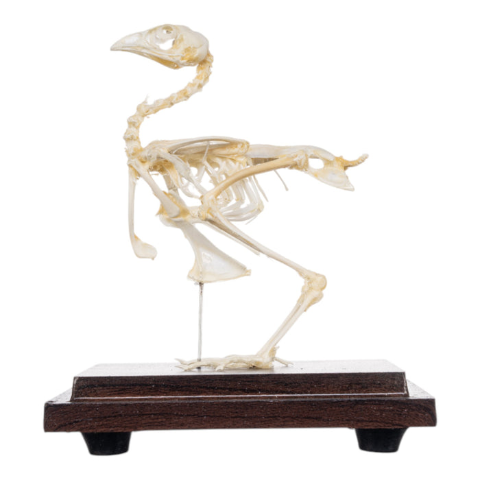 Real Quail Skeleton - Economy