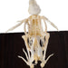 Real Quail Skeleton - Economy