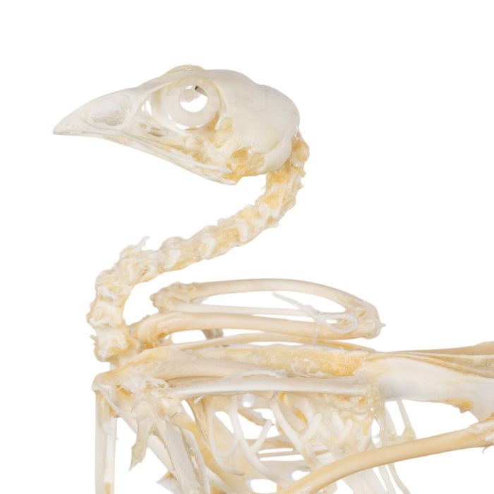 Real Quail Skeleton - Economy