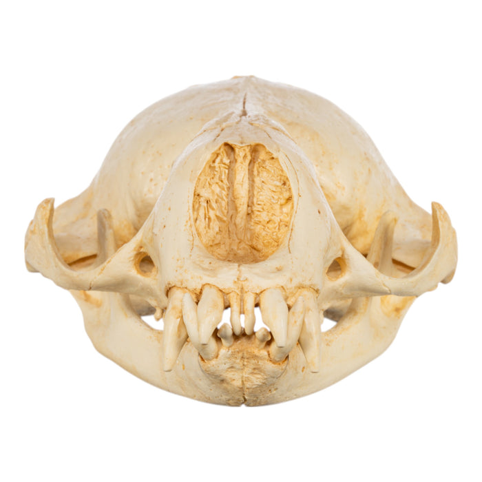 Replica Weddell Seal Skull