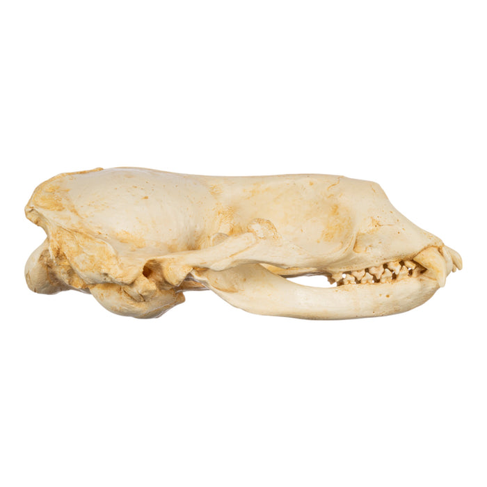 Replica Weddell Seal Skull