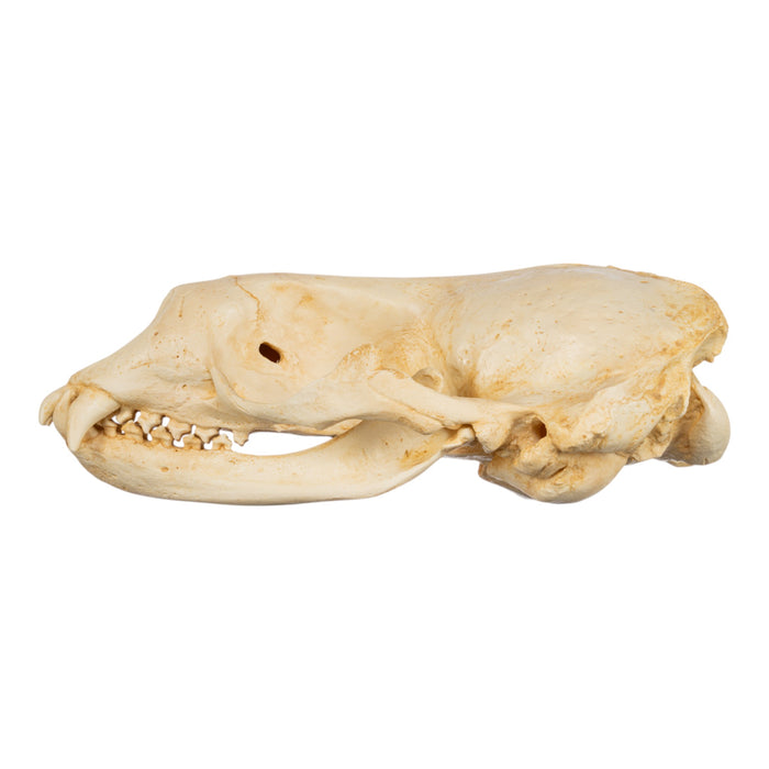 Replica Weddell Seal Skull