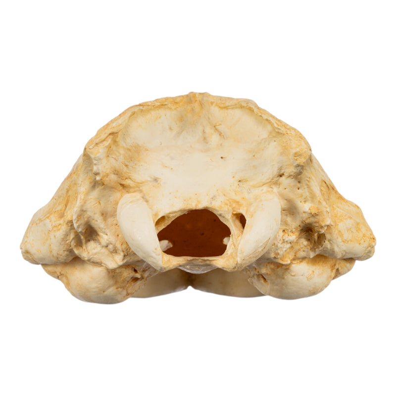 Replica Weddell Seal Skull